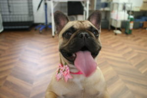 舌出しフレンチブルドッグ