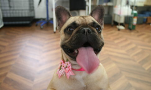 舌出しフレンチブルドッグ