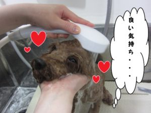 シャンプー中トイプードル
