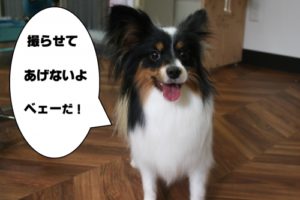 施術後パピヨン