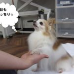 お手チワワ