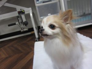 施術後チワワ