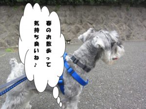 お散歩中Mシュナ