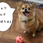 ボールチワワ