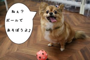 ボールチワワ