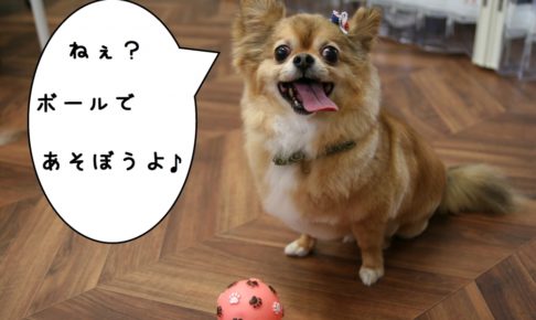 ボールチワワ