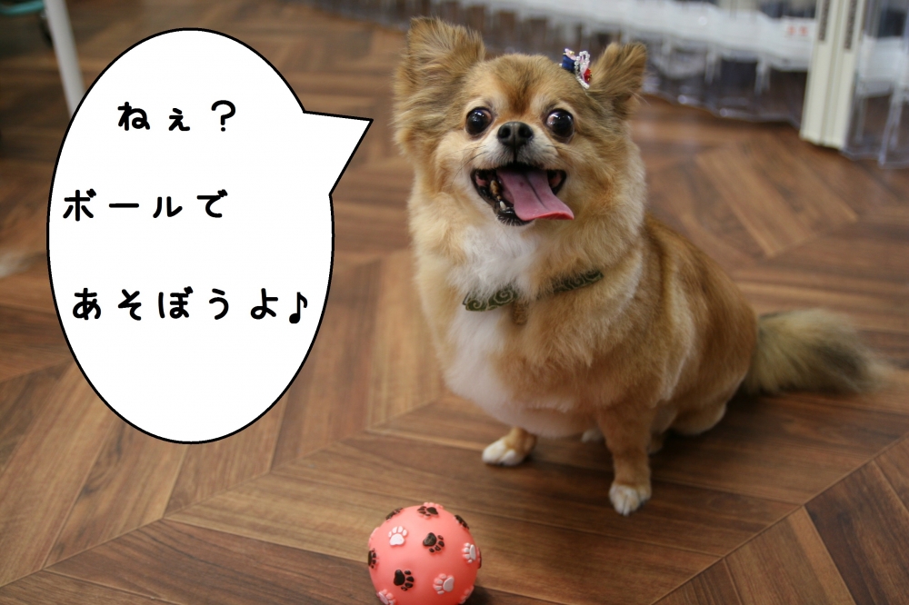ボールチワワ