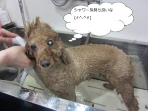 シャンプー中トイプードル