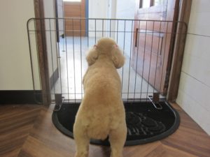 施術後トイプードル