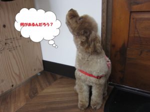 施術後トイプードル