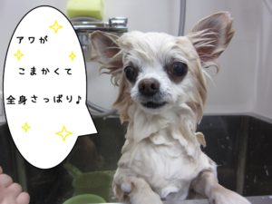 シャンプー中チワワ