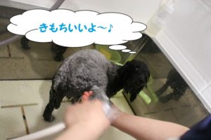 シャンプー中トイプードル