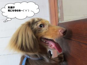 施術後ミニチュアダックス