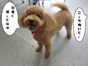 施術後トイプードル
