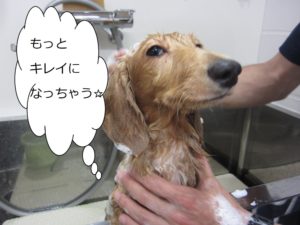 シャンプー中ミニチュアダックス