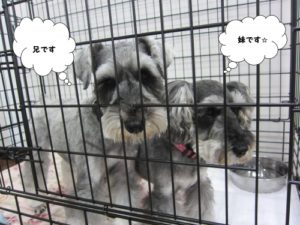 預かり中Mシュナ