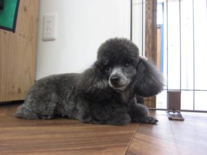 施術後トイプードル