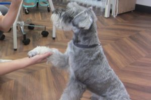 おかわりMシュナ