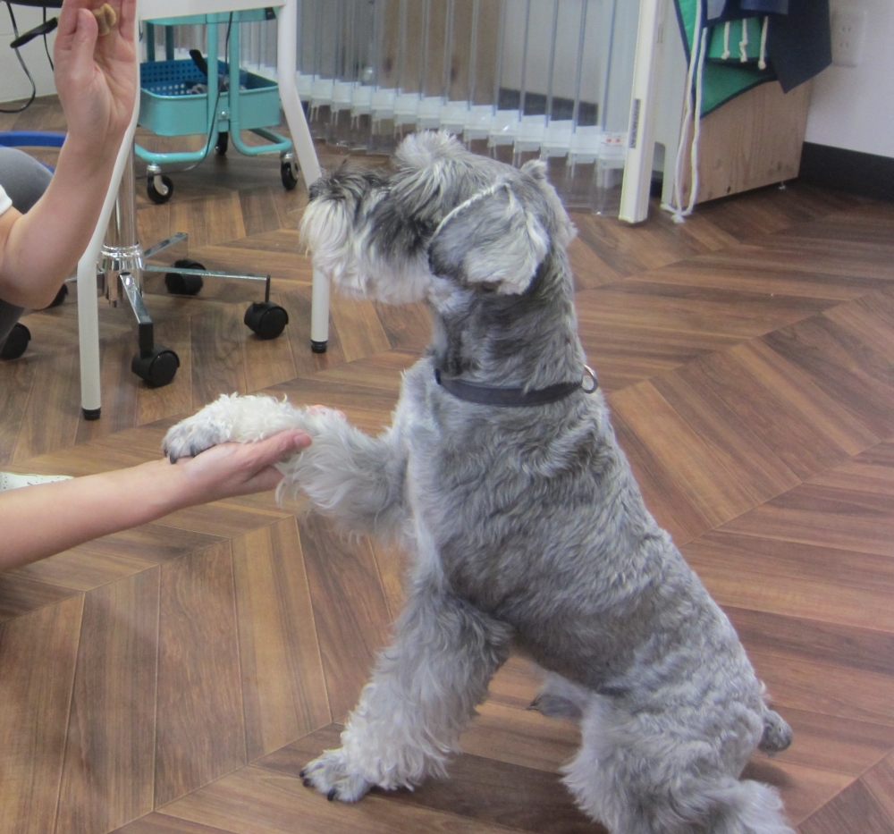 おかわりMシュナ