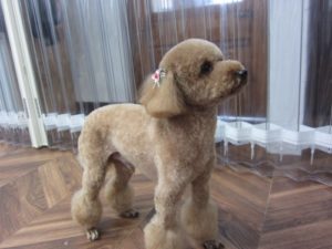 施術後トイプードル