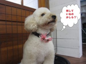 施術後トイプードル