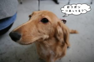 アップミニチュアダックス