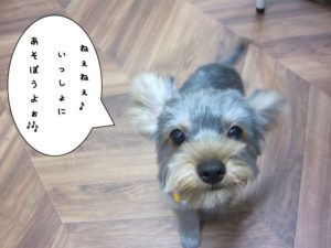 施術後ヨーキー