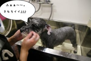 シャンプー中Mシュナ