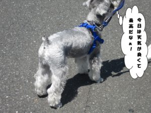 お散歩中Mシュナ