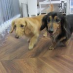 仲良しミニチュアダックス