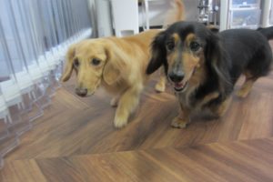 仲良しミニチュアダックス