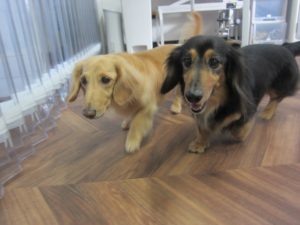 仲良しミニチュアダックス