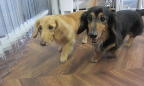 仲良しミニチュアダックス