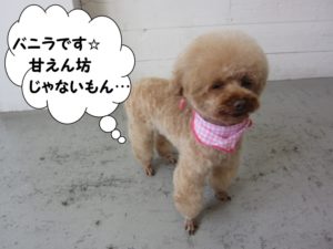 カット後トイプードル