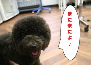 施術後トイプードル