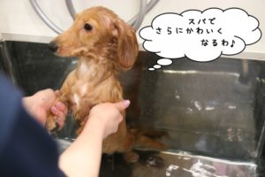 スパ中ミニチュアダックス