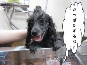 シャンプー中トイプードル