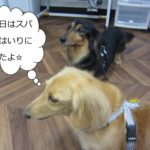 仲良しミニチュアダックス