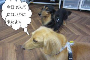 仲良しミニチュアダックス