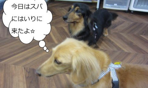 仲良しミニチュアダックス