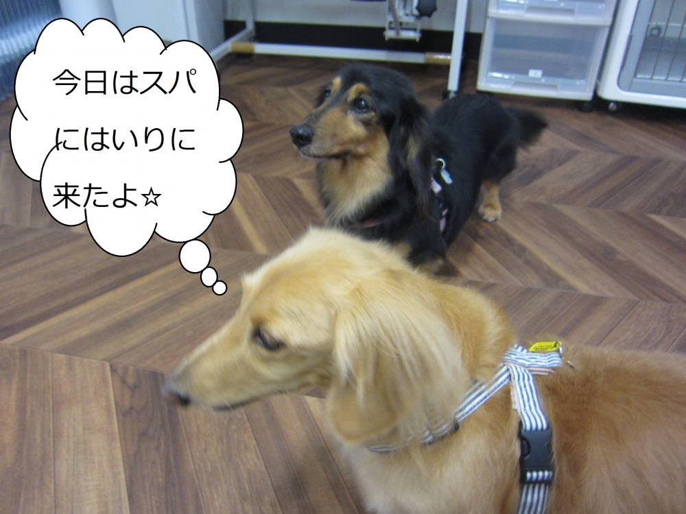 仲良しミニチュアダックス