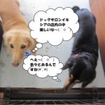 施術後ミニチュアダックス