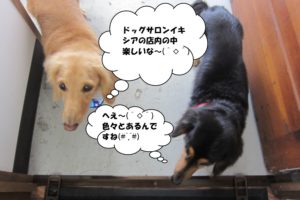 施術後ミニチュアダックス