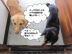 施術後ミニチュアダックス