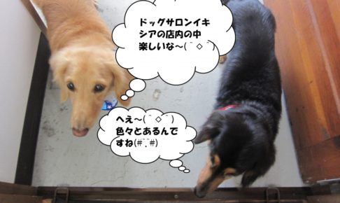 施術後ミニチュアダックス