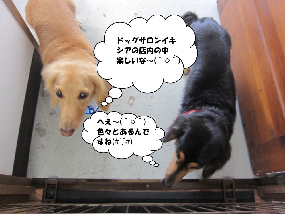 施術後ミニチュアダックス