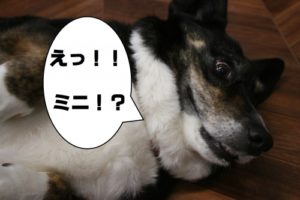 施術後コーギー