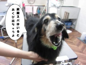 施術後ミニチュアダックス