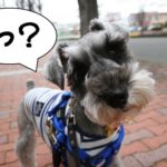 キョトンMシュナ