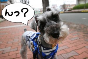 キョトンMシュナ